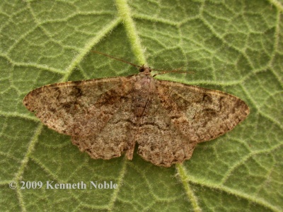 mottled beauty (Alcis repandata) Kenneth Noble